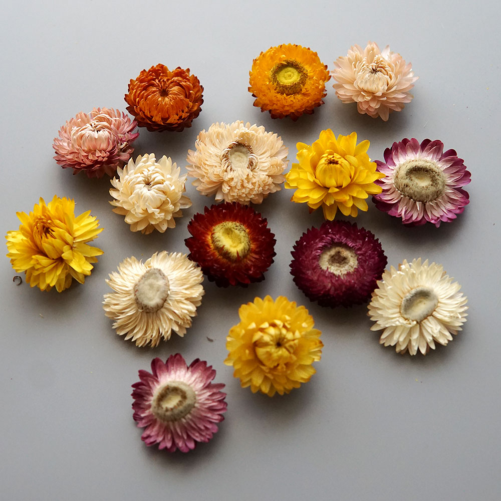 Natural Dried Colorful Chrysan - đánh giá và giá Candle Making Uk