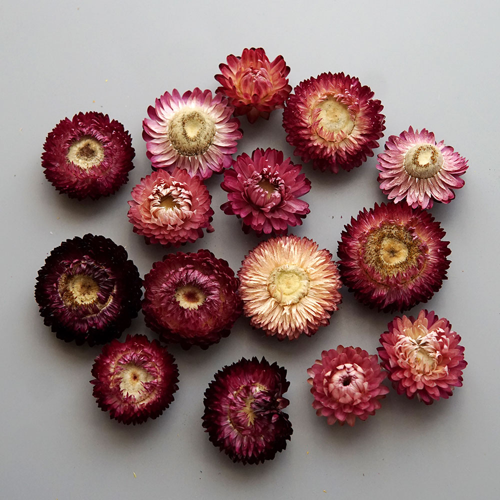 Natural Dried Colorful Chrysan - đánh giá và giá Candle Making Uk